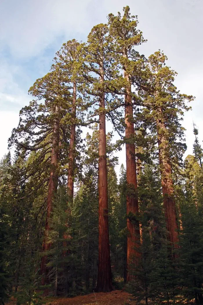 Yosemite National Park