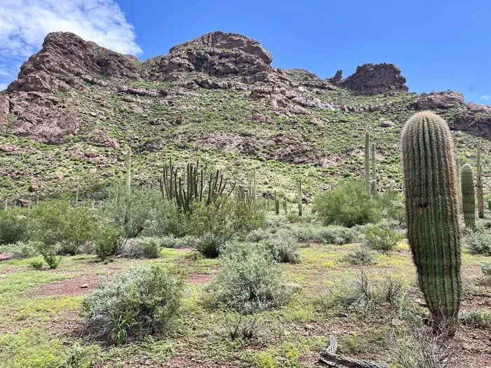 Alamo Canyon Primitive Campground