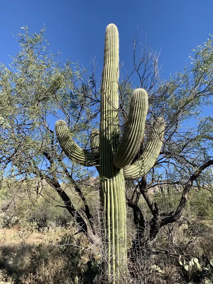 Sabino Canyon Recreation Area Cactus Ramada 2