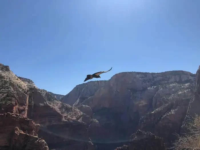 Angels Landing: Fall (Hikes on September 1 – November 30)