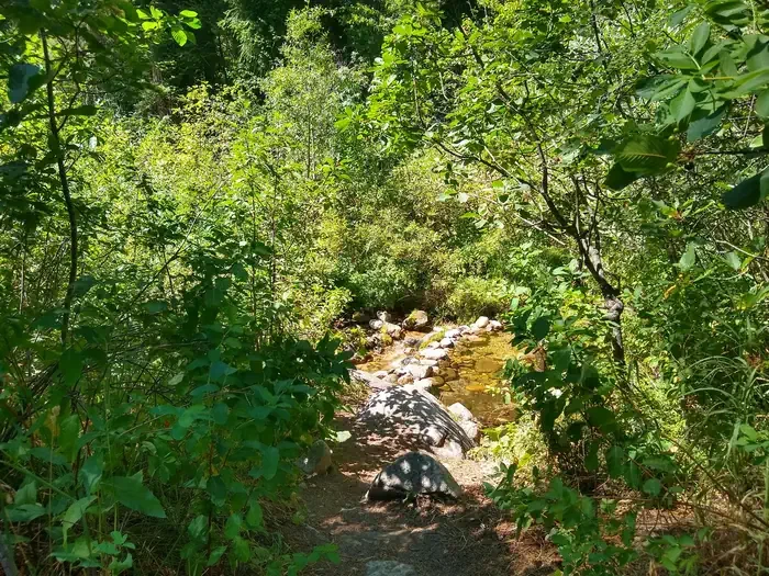 Bad Bear Campground