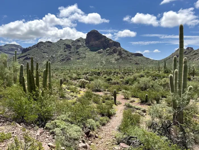 Alamo Canyon Primitive Campground