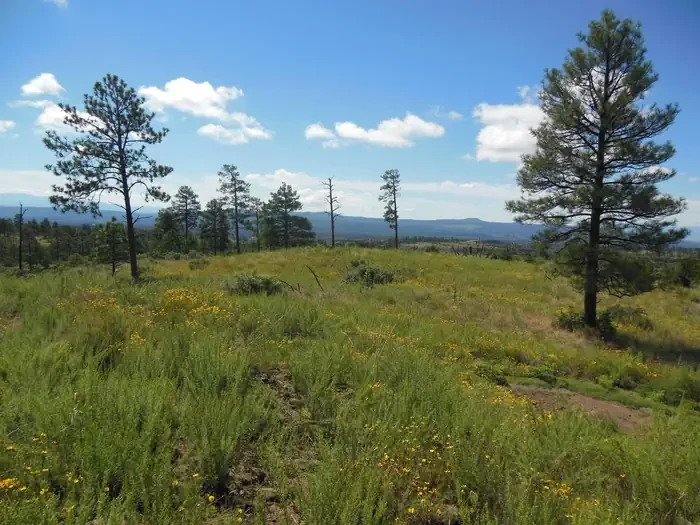 Ponderosa Group Campground (NM)