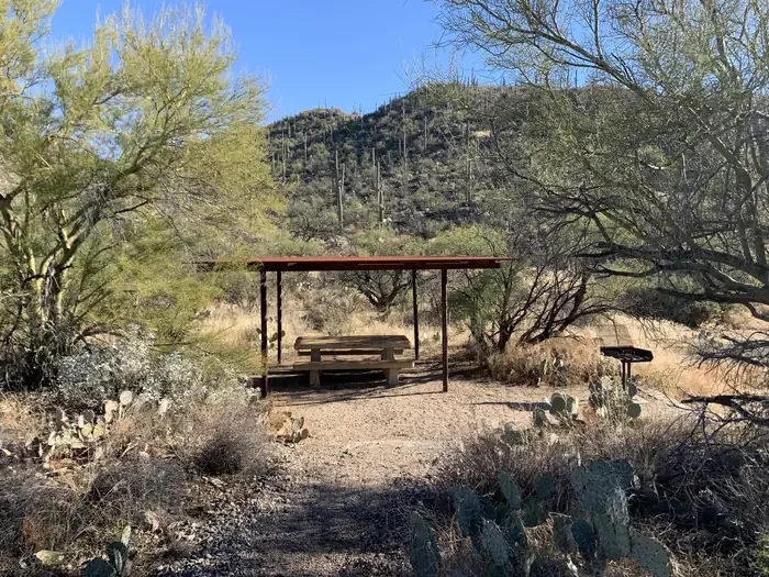 Sabino Canyon Recreation Area Cactus Ramada 2