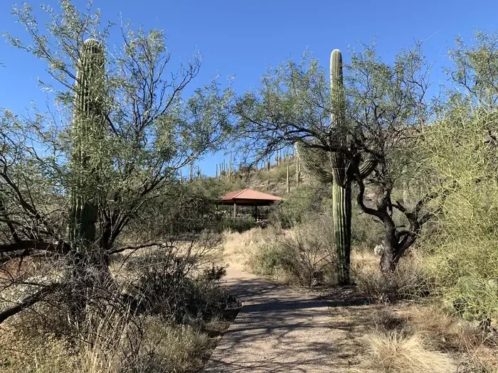 Sabino Canyon Recreation Area Cactus Ramada 2