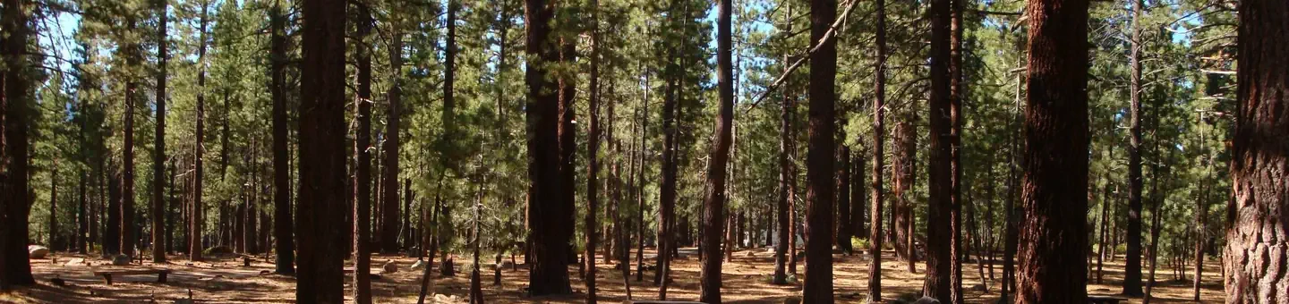 Old Shady Rest Campground