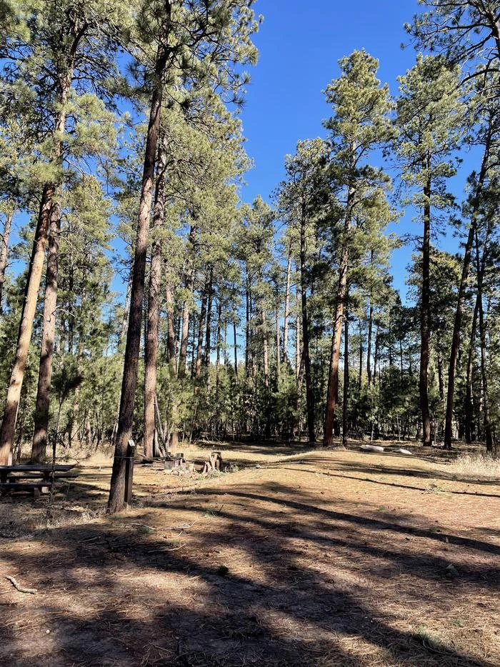 Bearlodge Campground