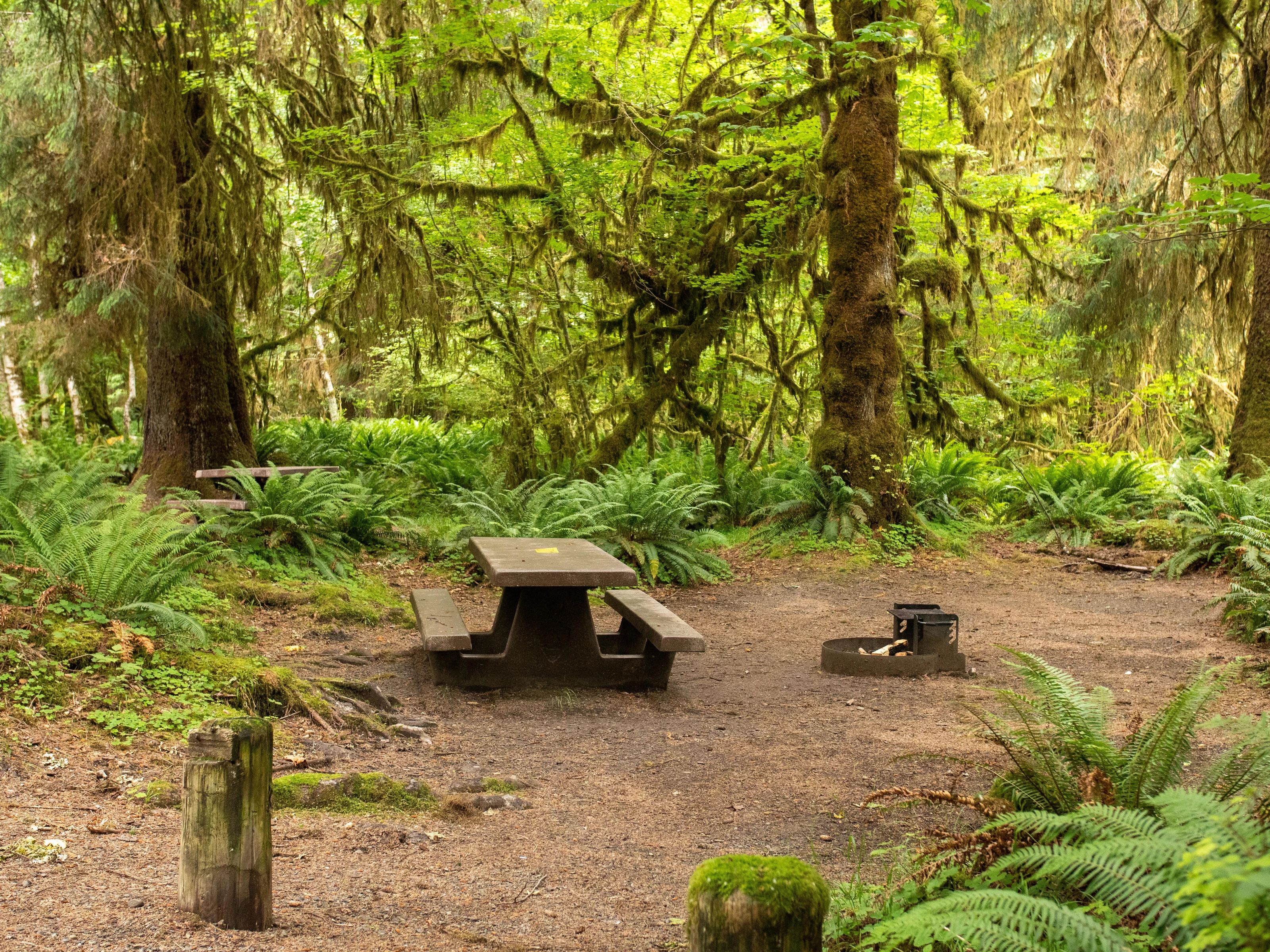 Hoh Rainforest Campground