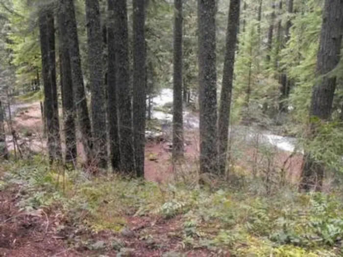 Olallie on McKenzie Highway - Willamette (OR)