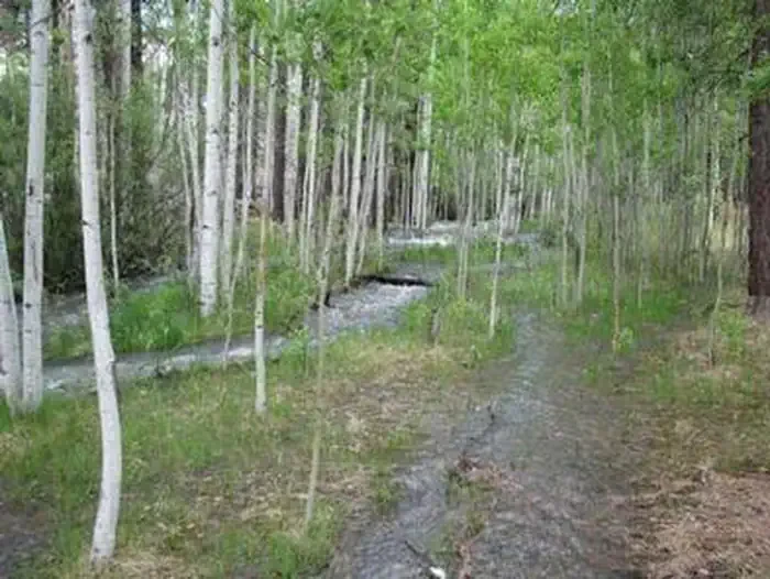 Benny Creek Group Area