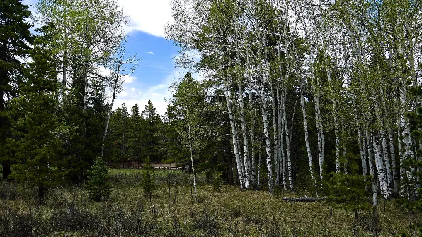 Hettinger Group Area