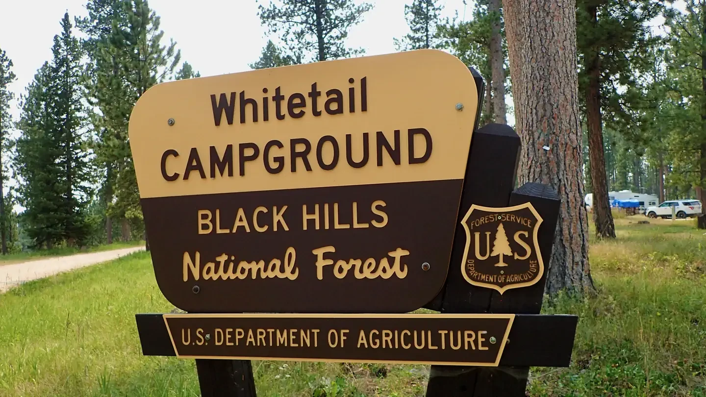 Whitetail